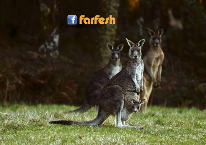 �� ���� ���������