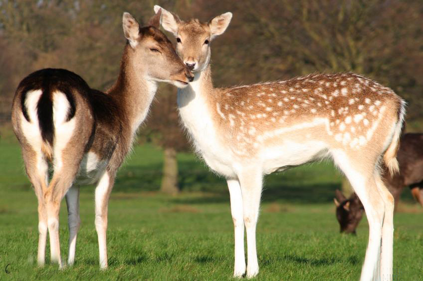 ���� ��� ����������