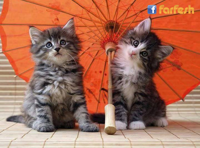 ��� ���� �����