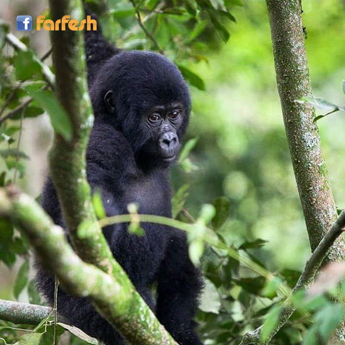 ��� �����  ��� �