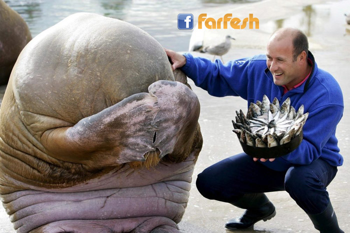 ��������� ����� ���