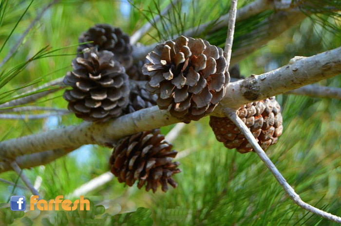 ���� ����� ����� ������ �������� ����� �����