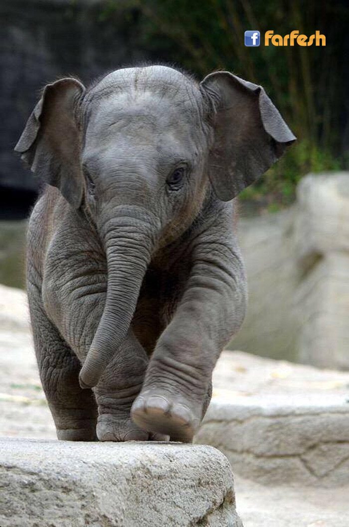 ��� ������� ������