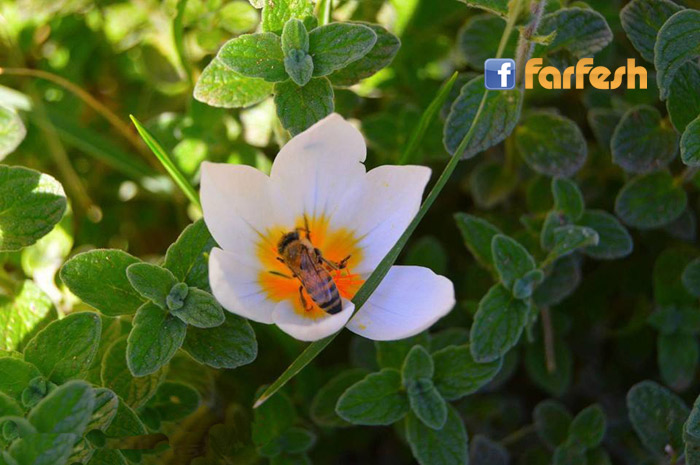 �� �� ����� �����: ������ ������ ���� �������