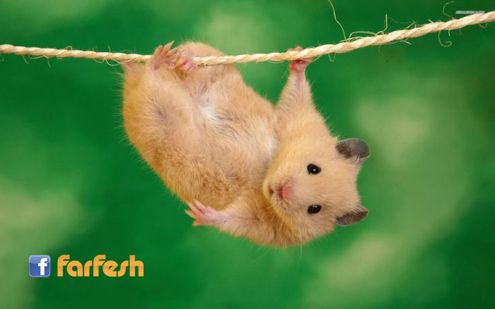 ����� �� �����