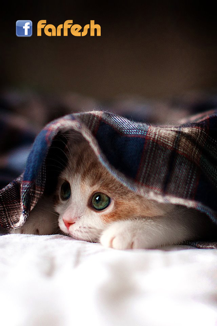 ���� �� ��� ������ :-)