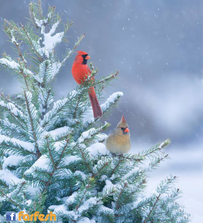 ����� ������ ������� 