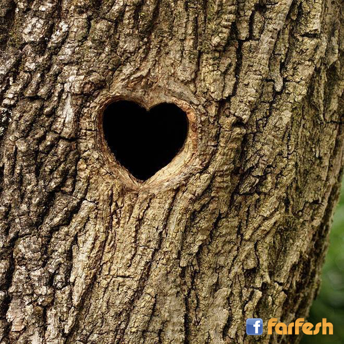 ����� �����