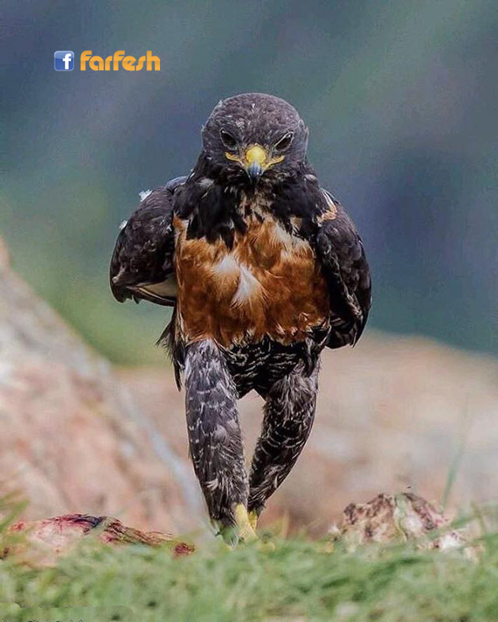 ����� ��� ����� ������