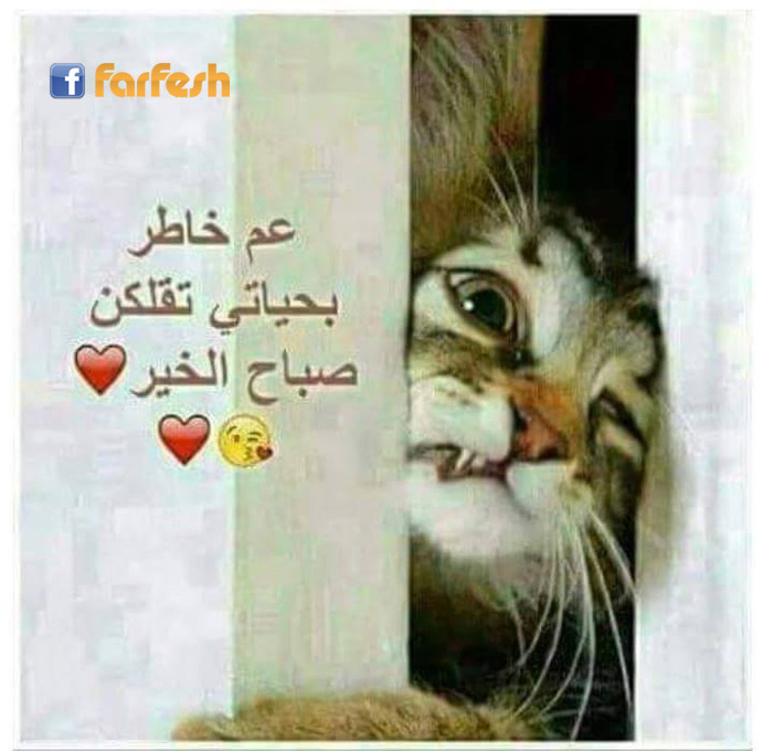 ��� ������ ����