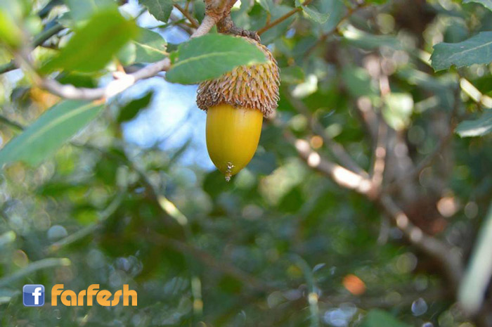 ���� ������