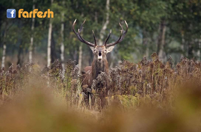 ���� ����� ��� �����