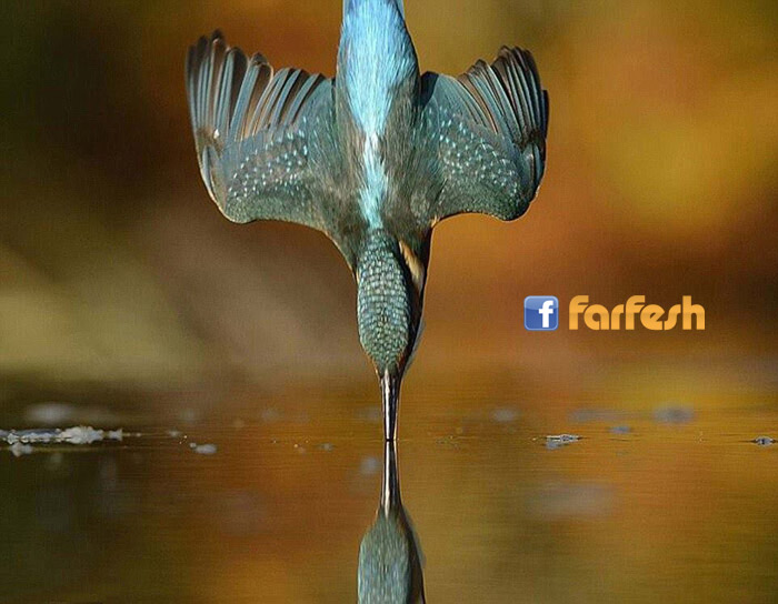 ���� ������� ������� ������ ������� ������ ������� �������