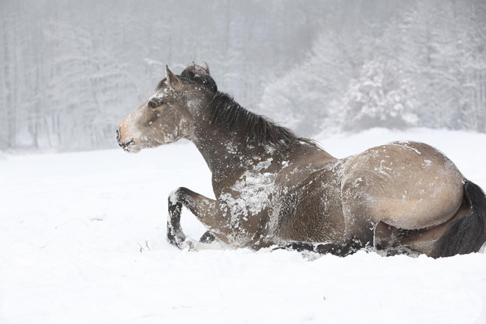 ���� ��� �������