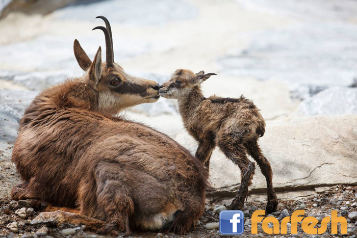 ���� ���� .. ������ ������