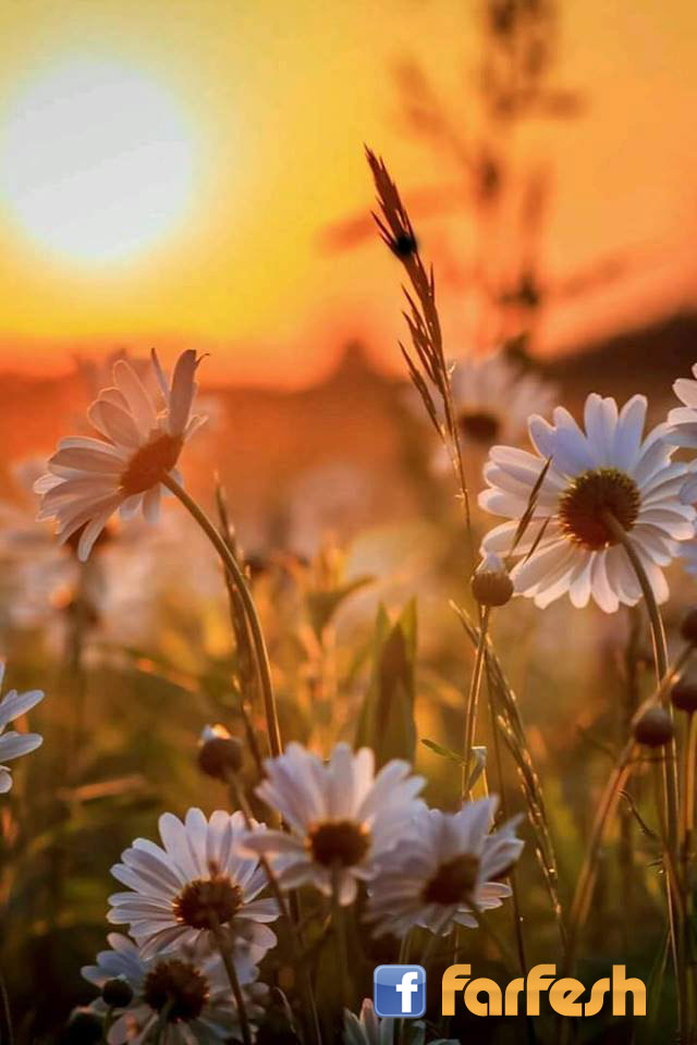 ������ ��� ������ ��� �� ��� �� ���� ���� ��� ���� .