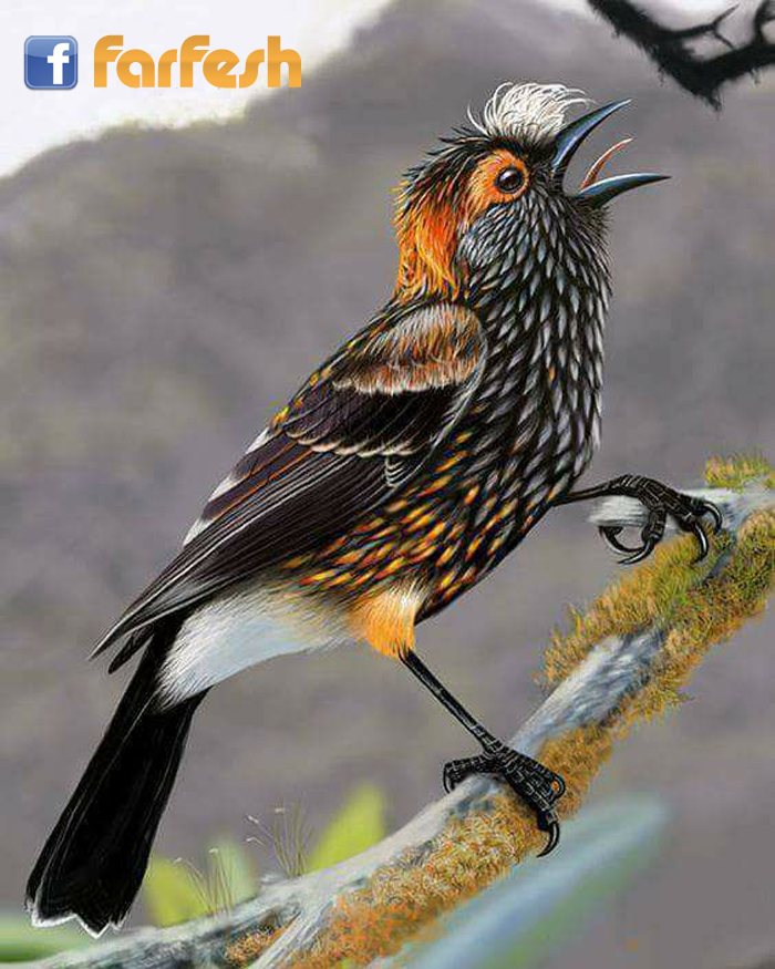 ����� ���� ������