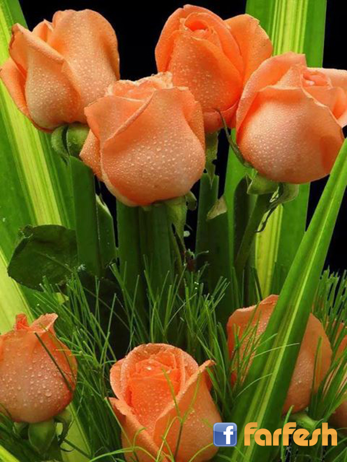 ���� ����� ������