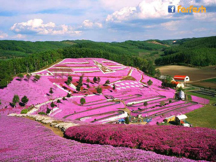 ����� ������� �������