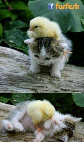 ����� �� ��� ���