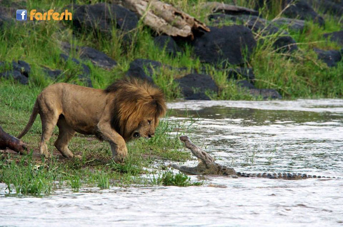 ���� ��������