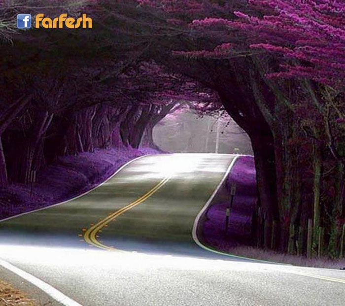 ���� ����� �� ��������