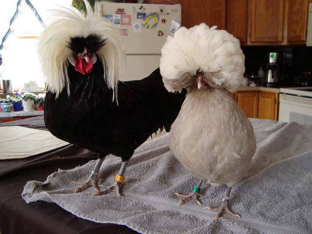 ������ �������� ���� ���� ���� �� ����� ������� �������