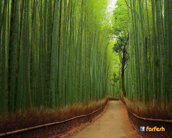 ����� ��������