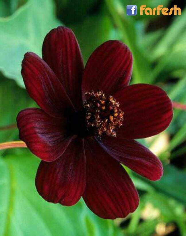 ���� �������������� ����� ���� ����� ����������