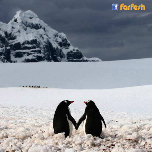 �������� �����