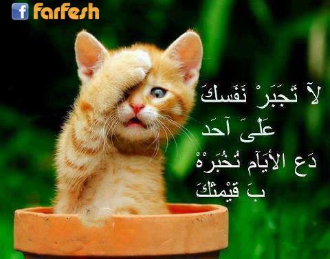 ��� ���� �����