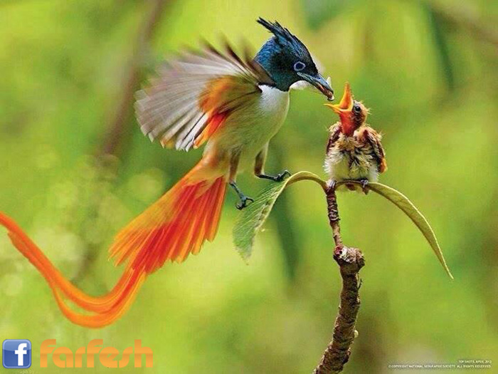 ��� ���� ���� ����� ������