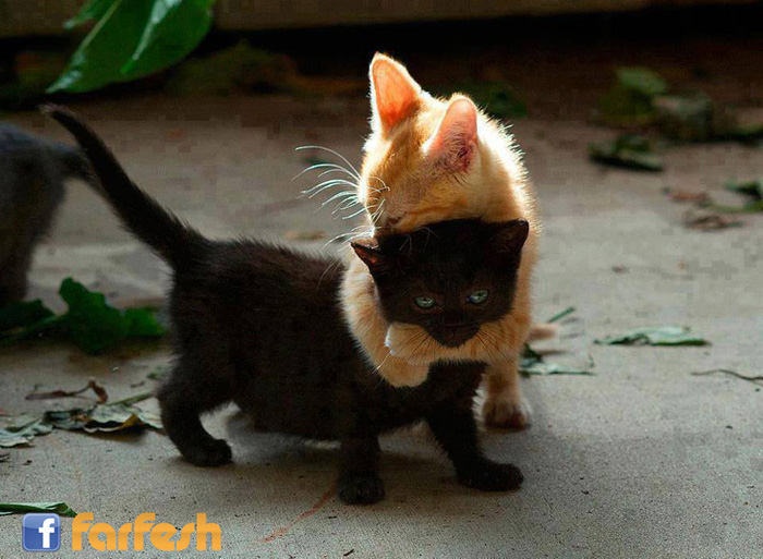 ���� �������� �����