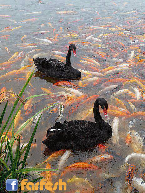 ����� ���� ...�� ���� ������ !