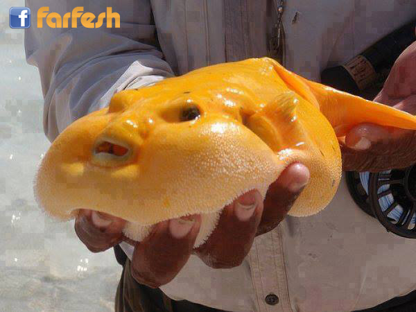 ���� ������� ...����� ���� ������