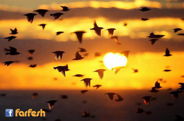 ��������� ��������� ����������� �������.. ���� ���� �����