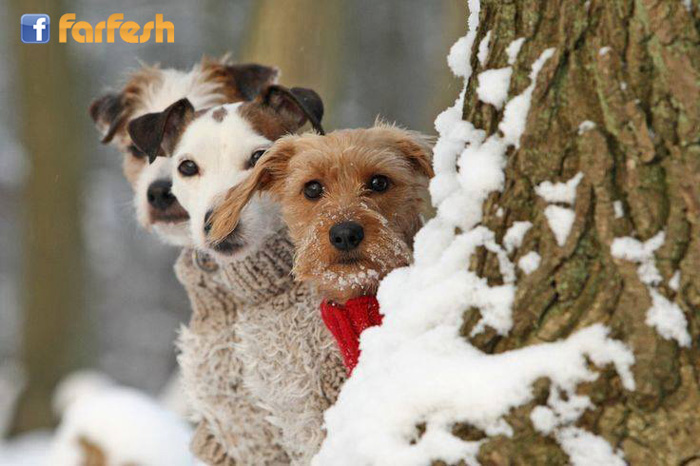 ���� �����