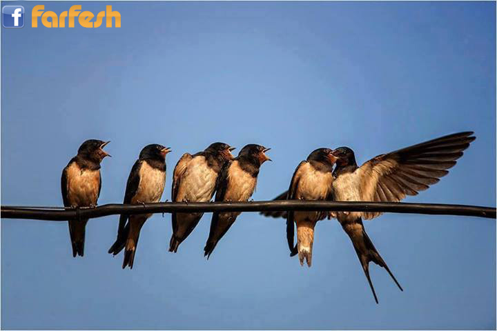 ��� ������ ����