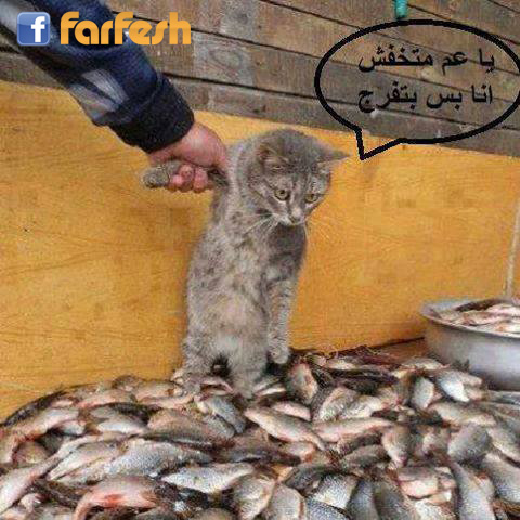 ���� ���������