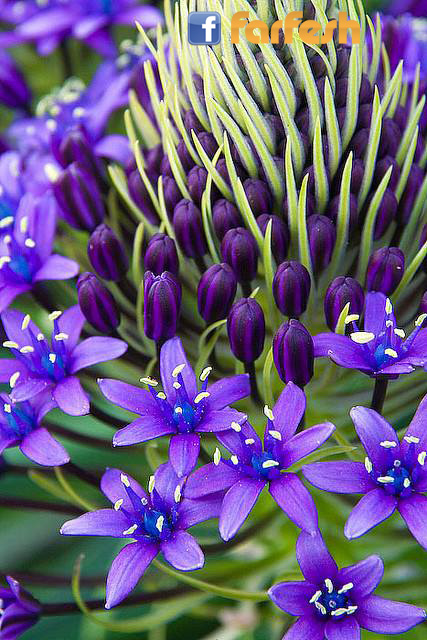 �� ���� ��� ������� 