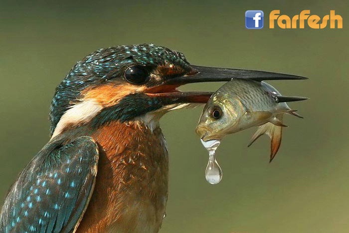 ����� ������