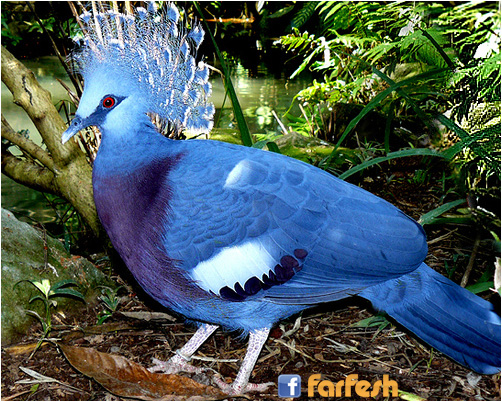 ������ ��� ����� ������