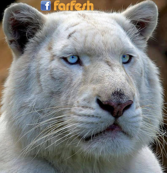 ���� ����� ������ �����