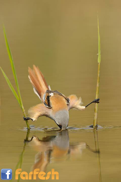 ����� �� ���� 