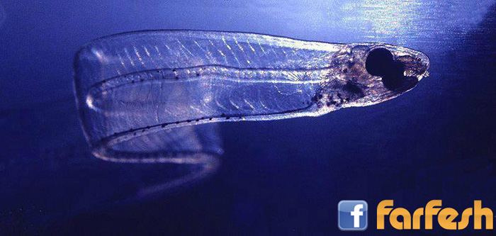 ����� ����� ������...  �� ���� �� ����� ������ ���