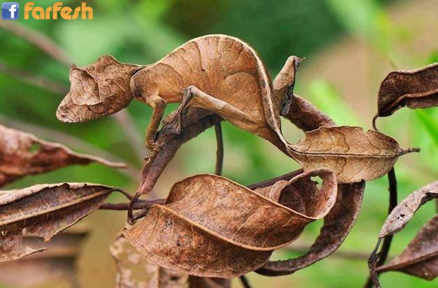 ������� �� �������