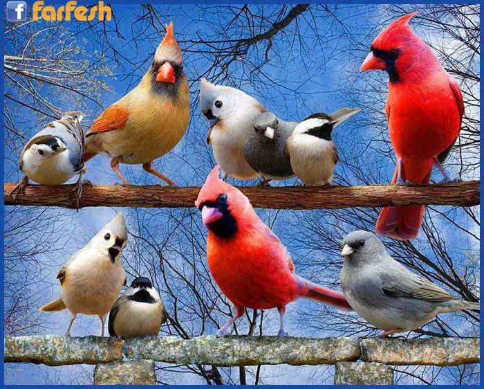 ���� �� ������� �����