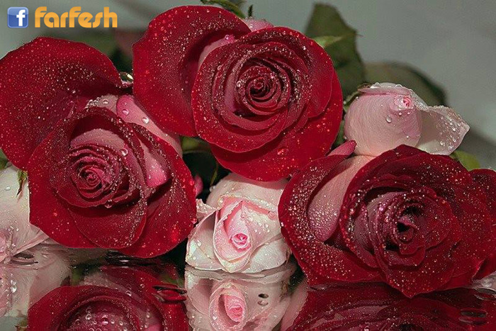 �� ����� �����