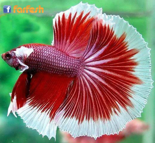 ���� �� ����� ������