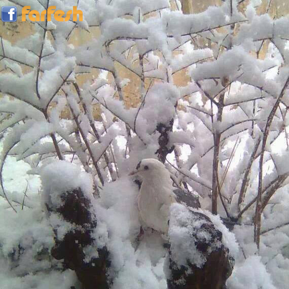 ��� ����� ����� ���� �����